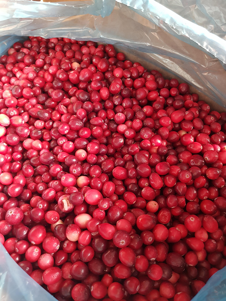 Клюква замороженная садовая А класс