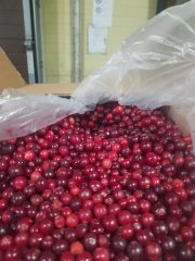 Клюква замороженная дикая электронной очистки