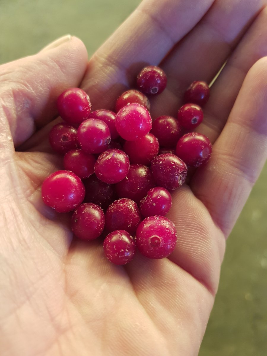 Клюква замороженная дикая электронной очистки