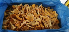 Лисички замороженные