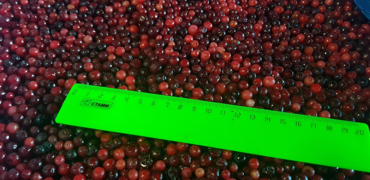 Брусника замороженная Китай