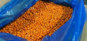 Облепиха садовая замороженная