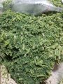 Укроп резанный замороженный Россия